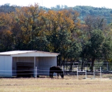 Shiner In Paddock with Horse House